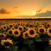 Sunflowers200 (@sunflowers200) Twitter profile photo Sunflowers200 (@sunflowers200) Twitter profile photo