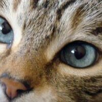 janice fife - @catfriendly Twitter Profile Photo