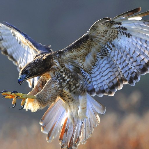 daruma2901's profile picture. 純粋な日本人です。日本の国と日本人を最高の誇りに思います。日本人は体に傷を負ってバイキンが入って来ても体の中の命がバイキンを徹底的に排除します。近隣のバイキン国家がいくら日本に入ろうとしても必ず排除します。日本の山や川・海・土全てに日本人の赤い血が流れているのです。日本人は普段静かにしていますが弱いと勘違いしないように