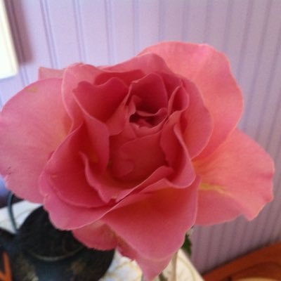 LeslieDanielJa1's profile picture. Mom, wife and grandmother. Born in the South but a New Englander at heart. Fan of the Boston Red Sox and NE Patriots. Kidney transplant recipient of 17 years.