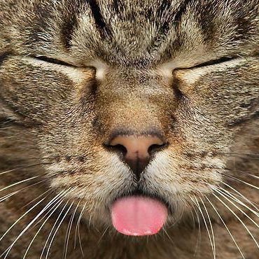 karlystoy37's profile picture. Free spirited Ginger... water protector, environmentalist, who believes in equality, healthcare for all, animal rights, science, and Democracy.