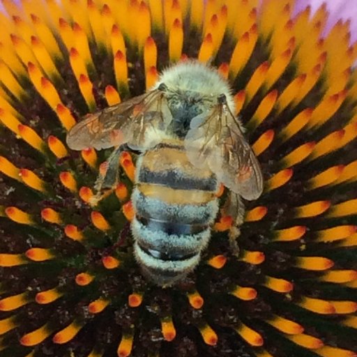 backyardorgani1's profile picture. I am an avid 4 season organic gardener in upstate NY