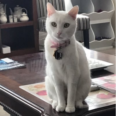 RedStatePirateZ's profile picture. American Conservative 2A 🇺🇸Red Blooded Patriotism & Supporter of our Veterans & Active Military🇺🇸