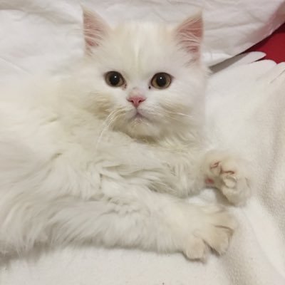 Mark Thibault Mthustle420 Twitter