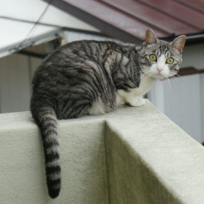 RailgunTisyou's profile picture. 適当に名前をつけただけ。