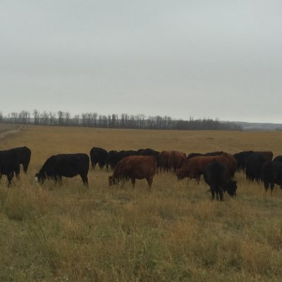 Rancher and soil enthusiast, trying to learn all I can and improve the environment, soil and water. Work for Saskatchewan Association of Watersheds