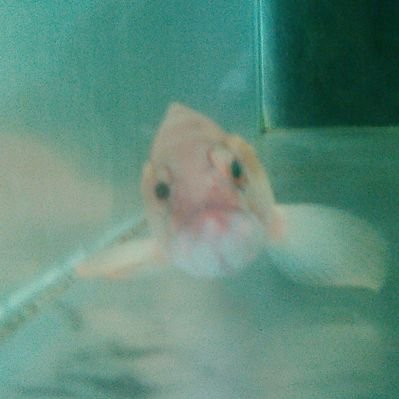 湘南釣堀 本日 ウマヅラハギ ホウボウ入荷しましたよ 是非 遊びにいらして下さいね 湘南釣堀 本日 ウマヅラハギ ホウボウ入荷しましたよ 是非 遊びにいらして下さいね