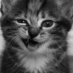 Página donde mostraremos imagenes, noticias y videos de los #gatitos más adorables y valientes del mundo. Puedes ver más en https://t.co/BW1MjRQ3YX