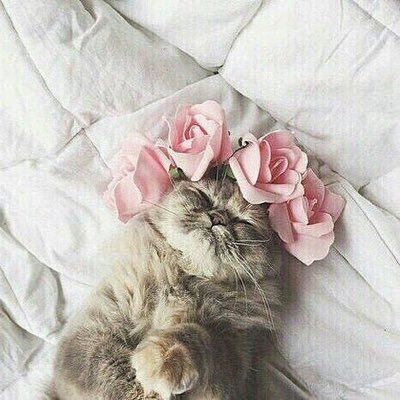 6Lcf1csclCrjnGa's profile picture. 