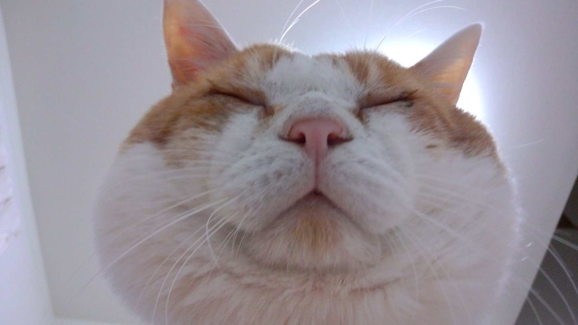 tomo_tin_0710's profile picture. 令和2年7月ブン太は虹の橋へ🌈 野良出身猫さん2匹飼い (チョコにゃん・タビィ) 松平健・ユニバ・👹🔥・🐯💕 社会人1年生息子氏＆沖縄の🧔‍♂️は自営・運送業 (大型免許・運管資格・4級アマチュア無線免許所持) 株・副業に興味ありません🙅大門軍団 猫ポリス課
