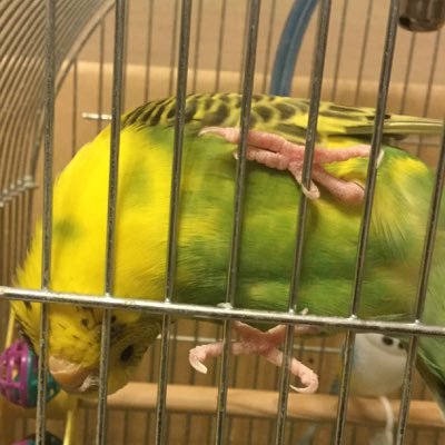 kotapchan's profile picture. 中学卒業生、元卓球部