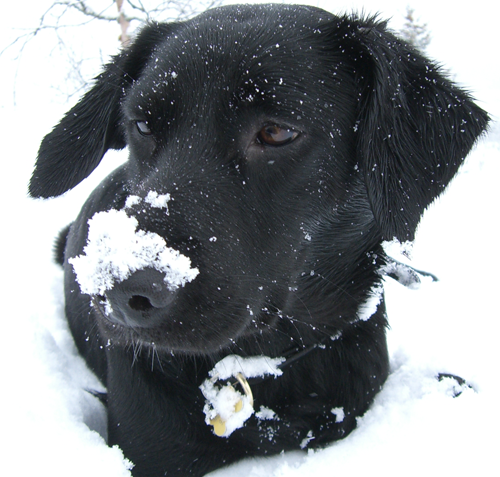 AuroraBelize's profile picture. Woof! Mixed breed dog trying my paws on the keyboard...