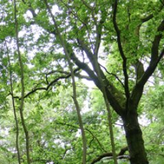 A cross-disciplinary project with science, archaeology, literature and art to explore perceptions of forests and woodlands in the UK.