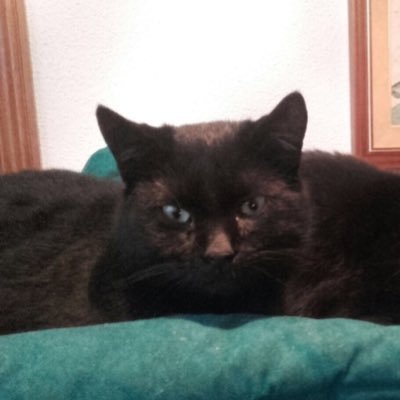 ainhoaelizalde's profile picture. 