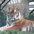 dinkytiger's profile image