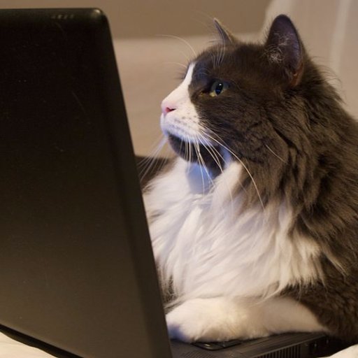 I'm just a kitty who codes and posts Let's Play videos on YouTube.