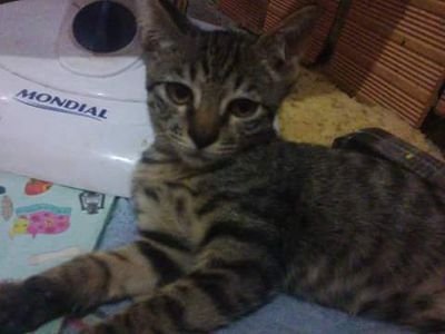 Gosto de gatos, amo meus animais... minha Samira a gatinha linda que eu tenho...