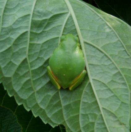 frogchan88's profile picture. 