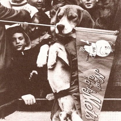 RallyBeagle's profile picture. Let's go Mets.