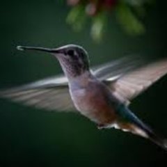 Old-fashioned Democrat, hummingbird enthusiast, ocean lover, former school principal, mother and grandmother. #VoteBlue #BlueCrew 🇺🇦