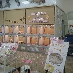 ペットショップ ディスワン若葉台店 Wan Wakabadai Twitter