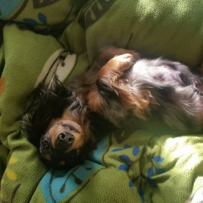 DC_tempest's profile picture. fgo、lol、原神、ポケモン、ユナイト、スタレ、アークナイツ、モンハン、エルデン