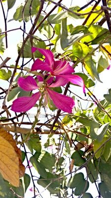 thalia_tran_'s profile picture. Got Mexican in my veins my life begins when i find that one person to make it better. Im tough and strong and courageous and my quotes dont lie follow them!