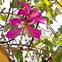 lena vallé - @thalia_tran_ - Twitter