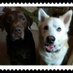 My Dogs Mom (@lucastayjm11) Twitter profile photo My Dogs Mom (@lucastayjm11) Twitter profile photo