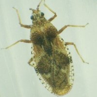 鶉亀虫 (@uzurakamemusi) 's Twitter Profile Photo