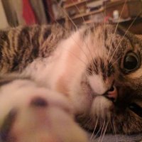 SaraMack (@s_mack_attack) 's Twitter Profile