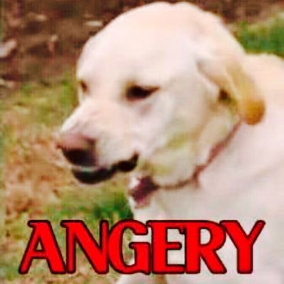 FuccgirlLouis's profile picture. wut the fuck