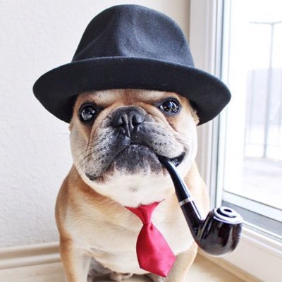 cesar_frenchie's profile picture. 