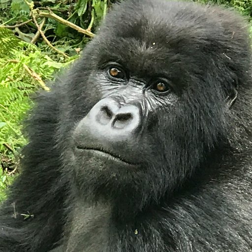 Gorilla Guardians Village is a non-profit community organization that aims at improving the lives of reformed poachers around Rwanda’s Volcanoes National Park.