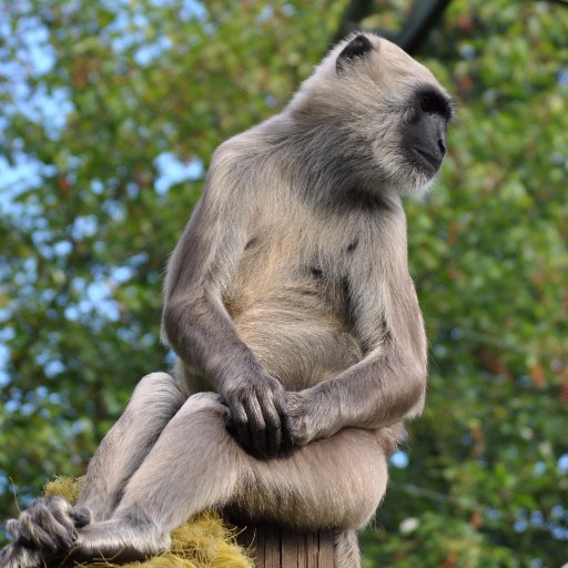 Der_Patte_'s profile picture. 