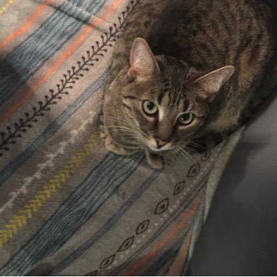 Rachels_Cats's profile picture. I am @_xRxchx_ cats!!! 🐱😻😹😸😺 Hi we are Tigger & Pebbles