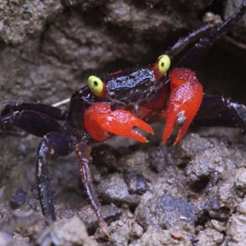 CancerCult's profile picture. Perpetuating Innovative Culture, destroying negative culture, the greatest performers of all time here to spread the gospel of the graceful crabcore