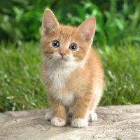 speckledkit (@ncxtlecder) 's Twitter Profile