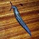 Iain Blair - @Gozyman - Twitter