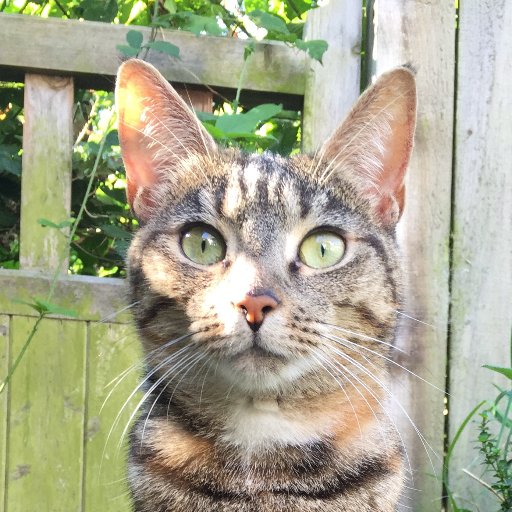 MilanKlems's profile picture. 