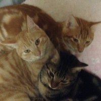 AZEL@淫夢厨 (@azelzark) 's Twitter Profile