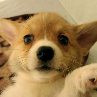 always_5678's profile picture. ハリー・ポッター/水樹奈々/嵐/あんスタ！/A3!/Fire Emblem