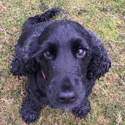 Just a little black cocker spaniel from London. I love chicken, black cats, and pubs. I have the longest eyelashes which I use to my advantage!