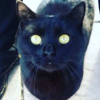 LilyLuBot's profile picture. 