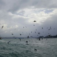 Tamer KILIÇ (@tmrkilic) 's Twitter Profile