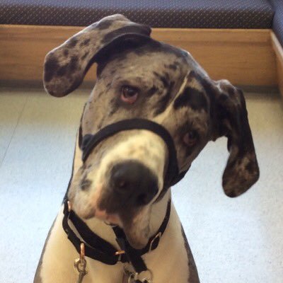 joey_akeeney's profile picture. Great Dane daddy
