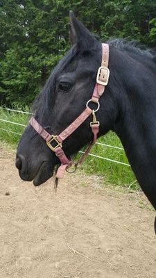 馬 が大好きです！競馬も大好きですが、競走馬のセカンドライフについてとか、人と馬の現代の共生についてとか考えてます。馬車とホースセラピー事業を将来やりたいなと画策してたり😃
今は家業の仕事を手伝うので精一杯になってますが、こんなとこでいつまでも立ち止まってるわけにはいかない！とウズウズしている毎日です笑