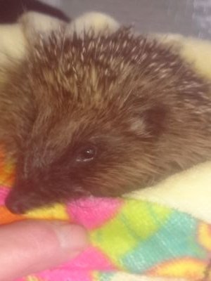 I run an Hedgehog rescue, first aid care and rehabilitation centre from my home in Selby..I'm dedicated to helping the wild hedgehogs.. *Selby Hedgehog Haven*