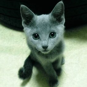 tapienrose3's profile picture. 