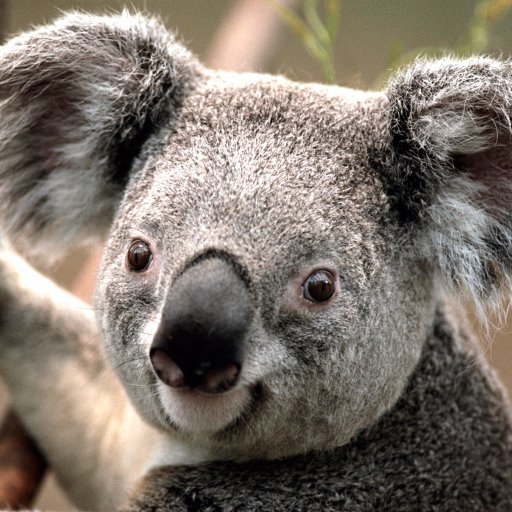 NetworkErr0r's profile picture. I am a Refugee
I am an Immigrant
I am American
I am probably hated for 1 or a combination of the above.